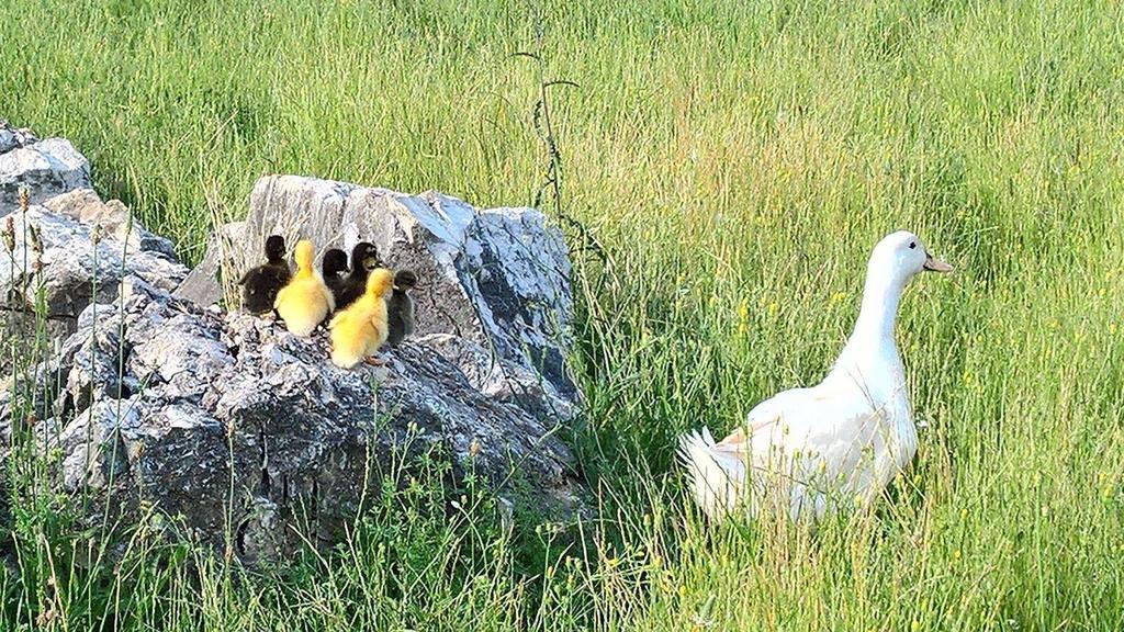 Agriturismo Di Charme Erbadoro Alvito Eksteriør bilde